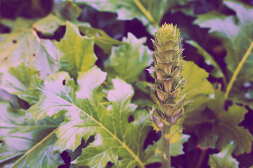 Shrub garden decoration plants