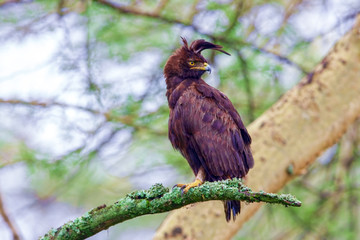 Kenyan National Park. The eagle,Lophaetus occitalis, is the bir