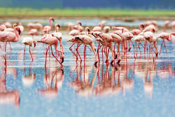 A variety of pink flamingos, Kenya national park.