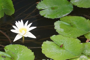 bl&uuml;hende Seerose