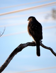 Silhouette of a hawk perched on a tree branch seen in Scottsdale, Arizona at sunset 