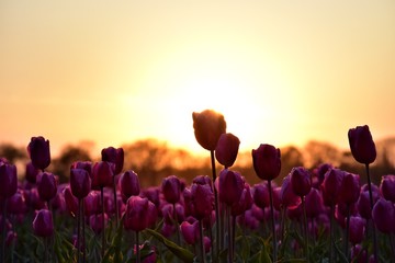 purple tulip field in sunset light in lisse, holland