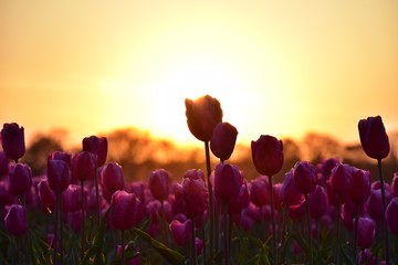 Fototapeta na wymiar purple tulip field in sunset light in lisse, holland
