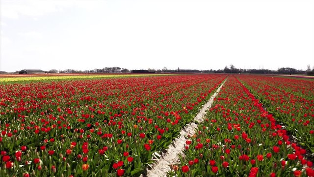The tulip flowers in a field in the Netherlands. Spring image with red and yellow blossoms.