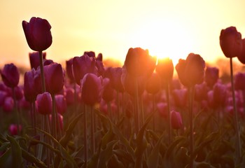 Fototapeta na wymiar purple tulips field in sunset light in Lisse, Holland
