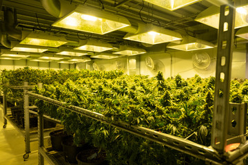 Cannabis