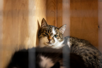 Sad homeless alone cat, looking out from cage behind bars in animal shelter waiting for someone to adopt him