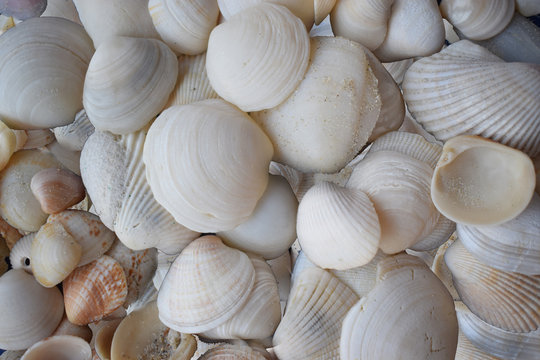 Conchas de mar 