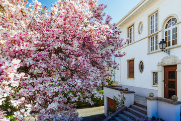 Fototapeta na wymiar Beautiful pink magnolia in Strasbourg, springtime, Alsace
