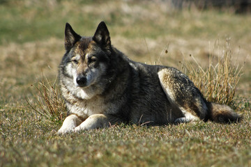 Shepherd dog lying on the grass.