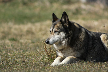 Shepherd dog lying on the grass. Portrait.