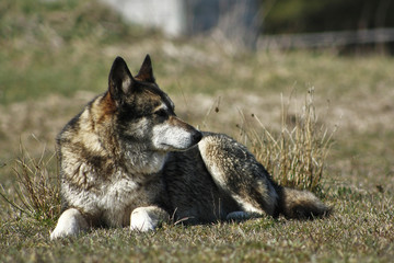 Shepherd dog lying on the grass.