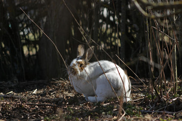 Cute white spotted bunny sitting outside near bushes and chewing a twig.