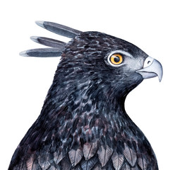 Black crested hawk eagle sketchy illustration. Symbol of courage, freedom, leadership and authority, vision and wisdom. Handdrawn watercolour graphic drawing, isolated element for creative design.