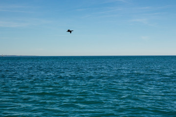 Fototapeta na wymiar windsurfer in sea