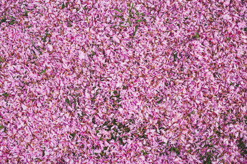 background full of pink flowers