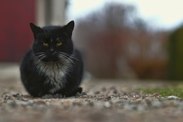 Czarny kot na zewnątrz
