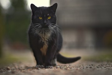 Czarny kot na zewnątrz © Mateusz Kania