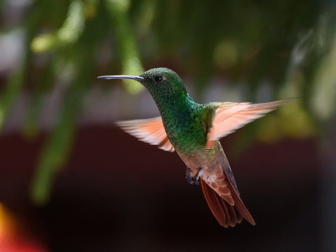 Colibr&iacute; verde con caf&eacute; suspendido en el aire