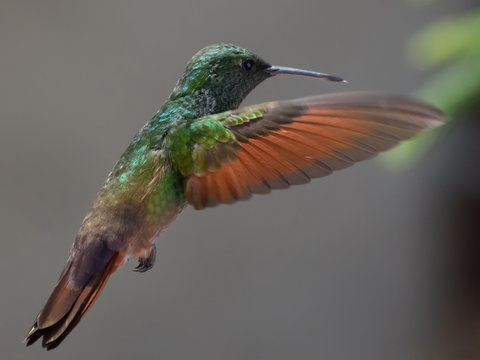 Colibr&iacute; verde con caf&eacute; suspendido en el aire