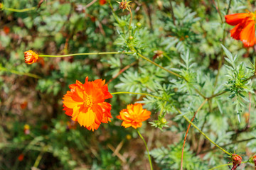 orange flowers in the garden