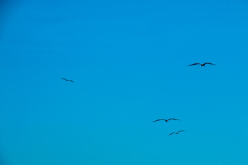 seagull