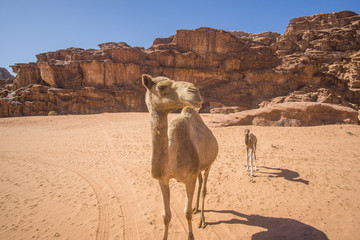 Camels in a beautiful day at the Jordanian desert of Wadi Rum. wide dessert with an amazing...