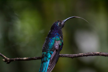 Colibries Costa Rica
