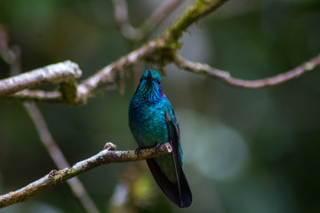 Colibries Costa Rica