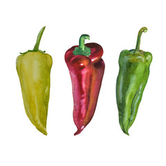 Bell pepper. Hand drawn watercolor illustration isolated on a white background.