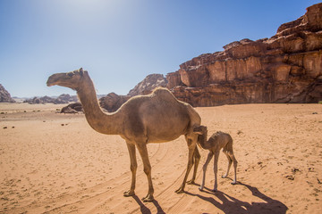Camels in a beautiful day at the Jordanian desert of Wadi Rum. wide dessert with an amazing mountains and sand dunes. 