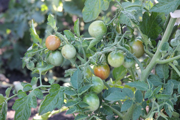 The branch of the cherry tomatoes ripening in the sun. Green bush of the cherry tomatoes
