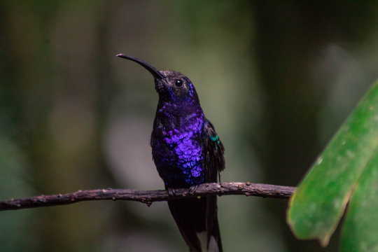 Colibries Costa Rica
