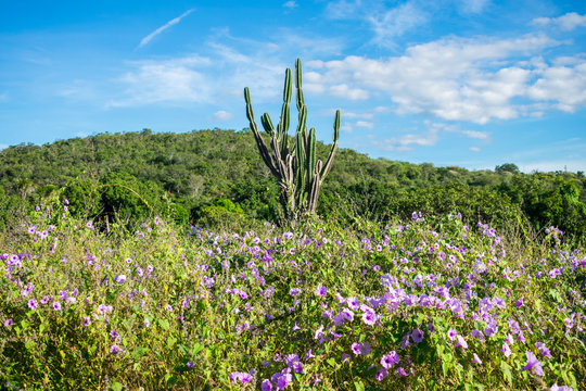 Flowers, cactus and mountain in the background - typical Sertao landscape, a semiarid region in the Caatinga biome (Oeiras, Brazil)