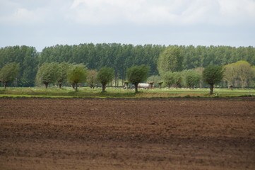 Fototapeta na wymiar rural landscape with cows