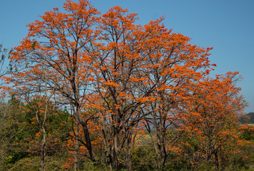 Fototapeta premium Arboles floreados en Costa Rica