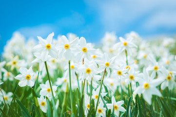 Obraz na płótnie Canvas Daffodils glade, field of flowers, narcissus stellaris
