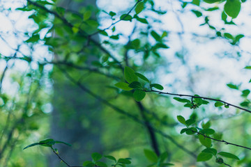Small green spicebush leaves in the Spring