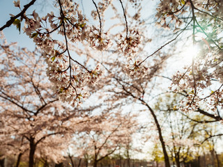 Cherry trees flowering at spring, Strasbourg, Alsace