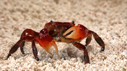 crab