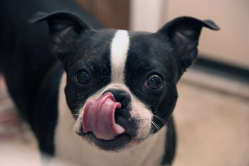 Boston Terrier licking nose 