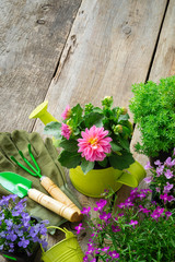Seedlings of garden flowers in flowerpots. Garden equipment: watering can, shovel, rake, gloves....
