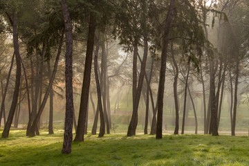 landscape of trees in the forest early in the morning