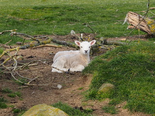 Obraz premium Lamb lieing in a field