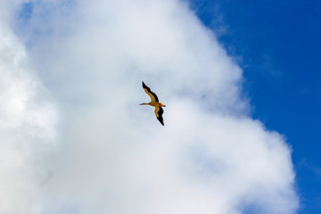 stork on blue sky