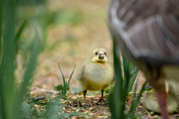 yellow duckling on the grass