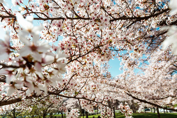 Cherry trees flowering at spring, Strasbourg, Alsace