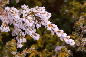 juniper branch covered with hoarfrost