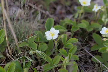 Blossoms of the strawberry species Fragaria viridis.
