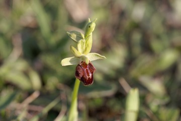 Flower of the wild early spider-orchid (Ophrys sphegodes)